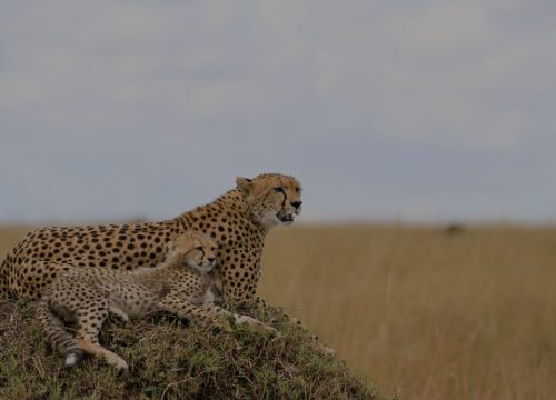 3 Days 2 Nights Lake Manyara - Ngorongoro