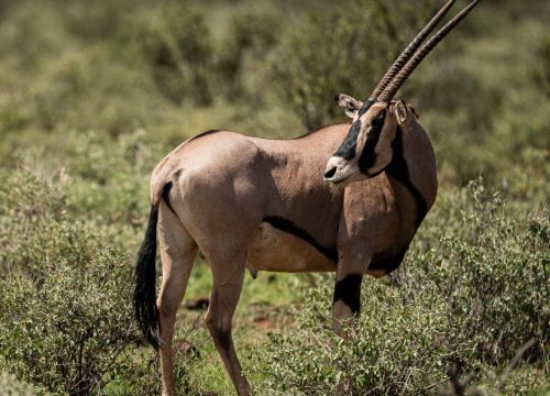 3-Day Amboseli Safari